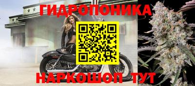 тгк Кингисепп